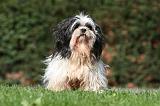 LHASSA APSO 113